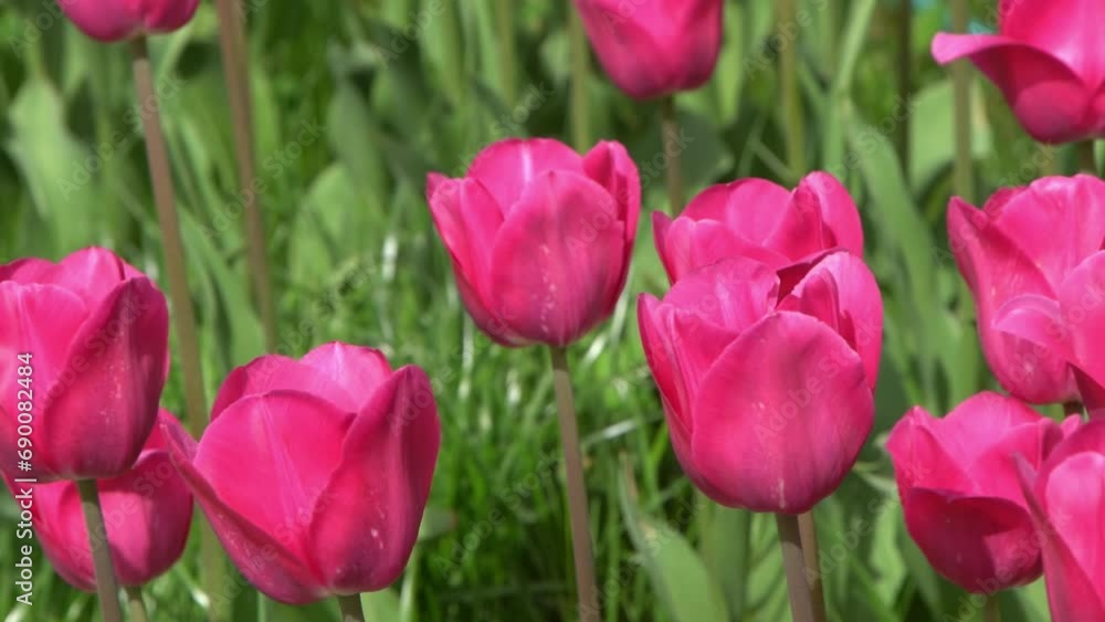 Pink tulips bloom in spring. Blur bokeh. Tulip flower nature. Floral background. Botanical garden. Flowering buds. Blooming mood. Beautiful aesthetic petal plant. The swaying of the wind. Sunny day. Pink tulips bloom in spring. Blur bokeh. Tulip flower nature. Floral background. Botanical garden. Flowering buds. Blooming mood. Beautiful aesthetic petal plant. The swaying of the wind. Sunny day.