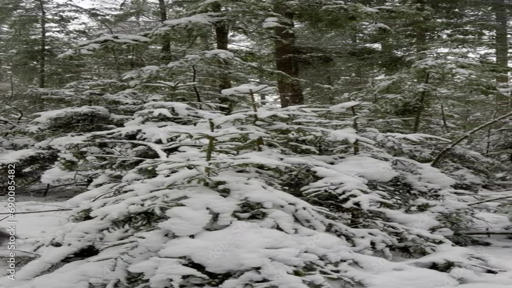 Winter pine tree forest deeply covered with snow. Winter pine tree forest deeply covered with snow.