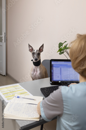 Veterinarian woman with a patient dog breed Whippet. Emotion of the veterinary clinic.