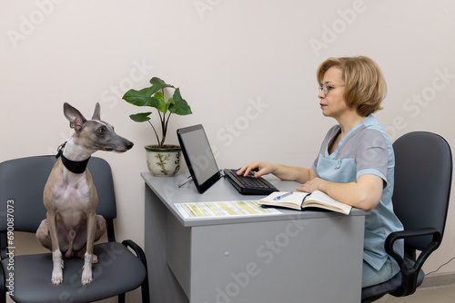 A Whippet dog at a veterinarian's appointment. The patient is sitting on a chair