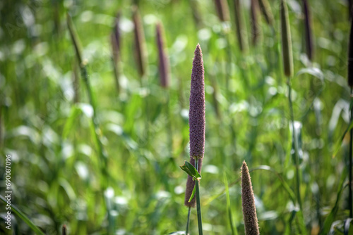 Pearl millet (Pennisetum glaucum) or Bajra green plant in a farm, Madhya Pradesh, India. photo