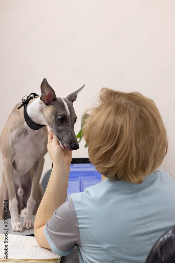 A female veterinarian checks the condition of a Whippet dog standing with its paws on a table