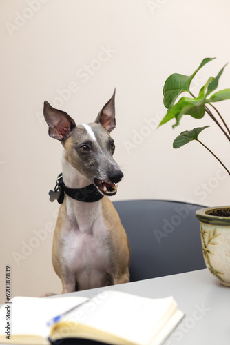 A Whippet dog bared its teeth in the doctor s office. Emotion of the veterinary clinic.