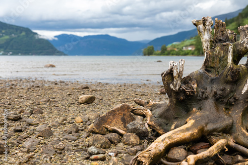 Roots at a fjord lake in Norway, Kinsarvik photo