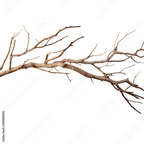 Dry tree branch isolated on transparent background © Thetopzz