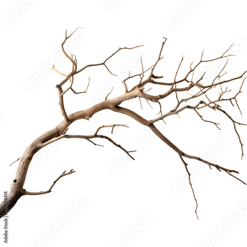 Dry tree branch isolated on transparent background
