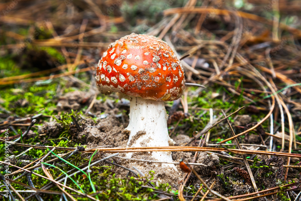 Poisonous mushroom fly agaric in the forest on the ground with a ladybug on it. Amanita in the forest, with a red hat and white spots on it. Poisonous mushroom fly agaric in the forest on the ground with a ladybug on it. Amanita in the forest, with a red hat and white spots on it.