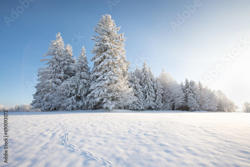 Incredible winter landscape with snowcapped trees under bright sunny light in frosty morning. Amazing nature scenery in winter mountain valley. Awesome natural Background. Christmas time Universal use