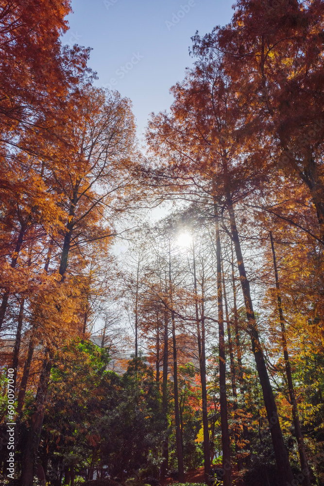 メタセコイヤの紅葉と太陽の光。12月に撮影