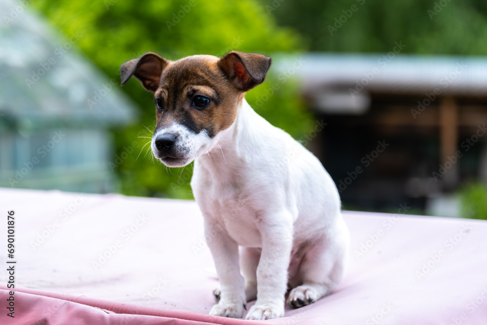 A Jack Russell dog in close-up on the street.
