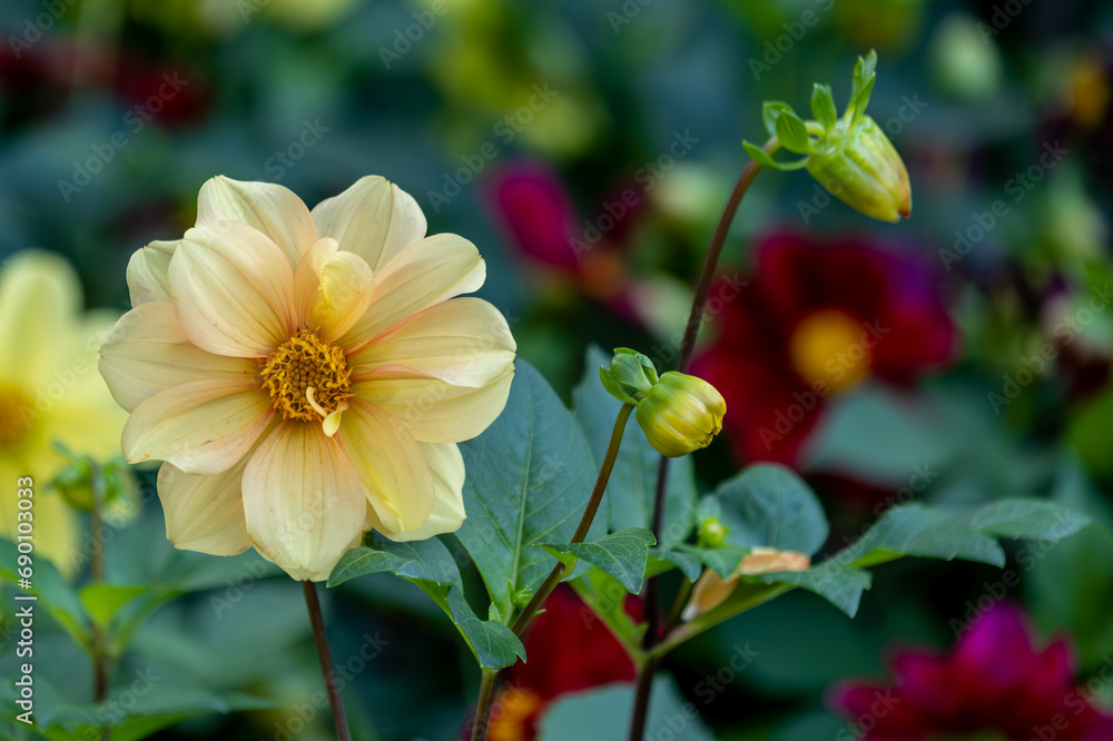 A yellow dahlia in the garden on a summer day. A yellow dahlia in the garden on a summer day.
