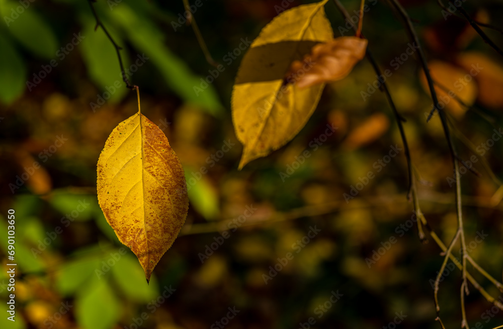 Yellow autumn leaves on a tree branch in close-up. Yellow autumn leaves on a tree branch in close-up.