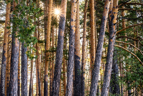 The sun shines through the trunks of the pines in the forest. The forest is illuminated by the sun .