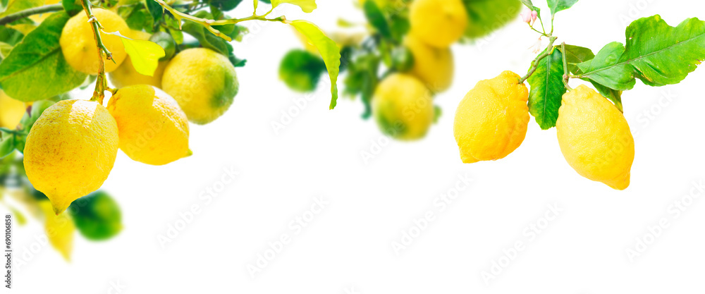 Lemons branches isolated on transparent  background 