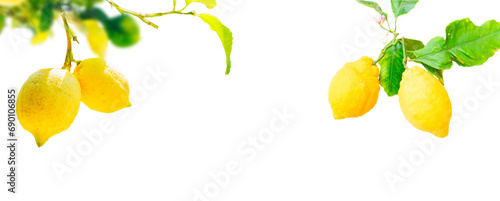 Lemons branches isolated on transparent  background 