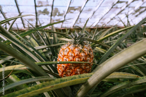 Close up of organic sweet pineapple growing in glass greenhouse. Traditional pineapple plantation  photo