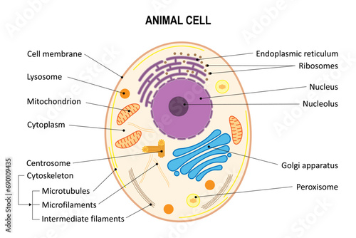 Animal cell. Diagram. Animal cell organelles. photo
