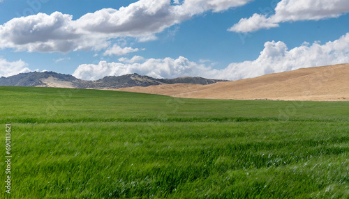 green grass agricultural field and blue sky horizon sand mountains © Niko