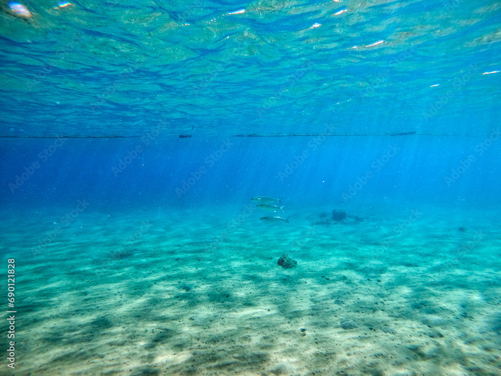 Obraz premium Shoal of Sargos or White Seabream swimming at the coral reef in the Red Sea, Egypt..