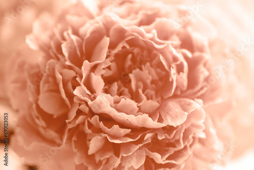 Peony flower  closeup  macro. Natural background  soft focus. Peach Fuzz - trendy color of the year 2024