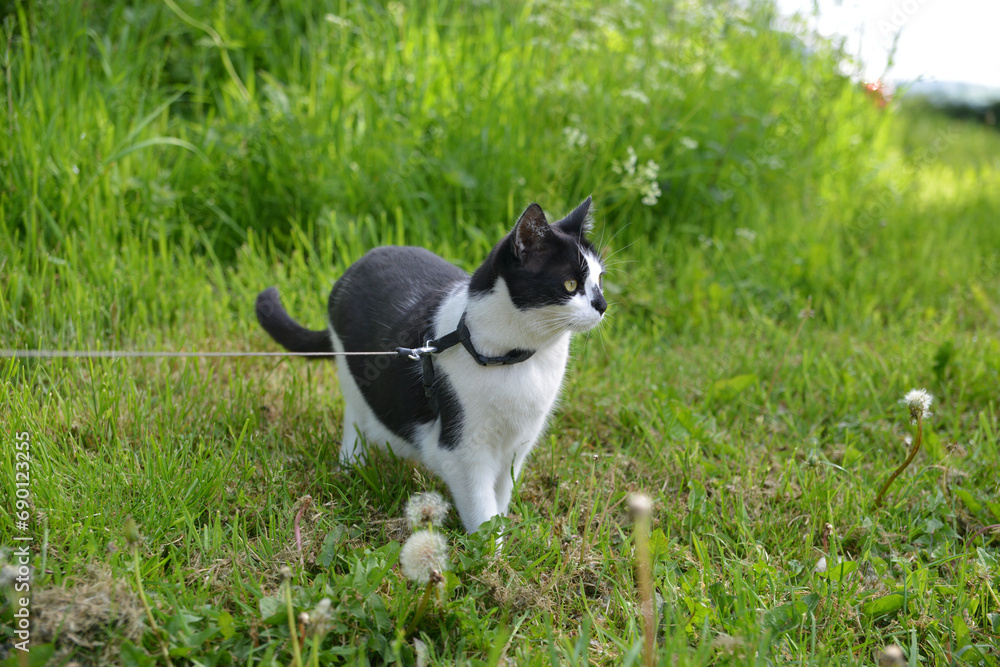 Black and white cat on a leash in the grasslands