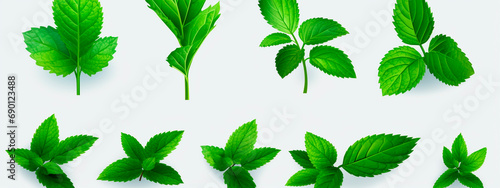 Mint sprigs isolate on a white background. Selective focus.
