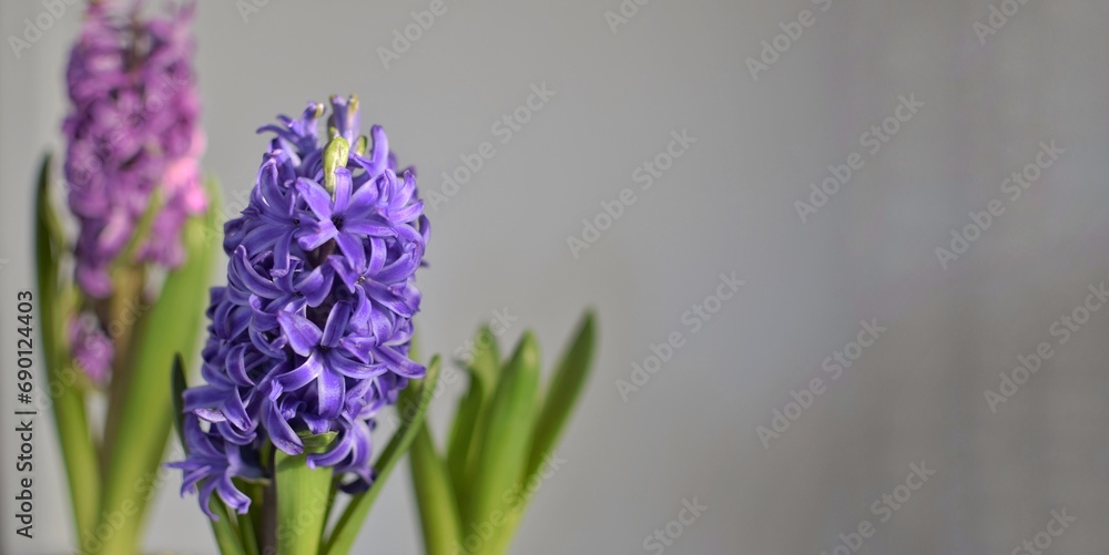 Fototapeta premium Blooming hyacinths on a gray background. Free space for text