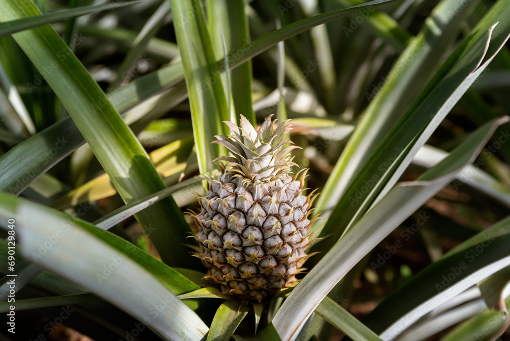 Close up of organic sweet pineapple growing in glass greenhouse. Pineapple plantation in Sao Miguel island, Azores, Portugal Close up of organic sweet pineapple growing in glass greenhouse. Pineapple plantation in Sao Miguel island, Azores, Portugal
