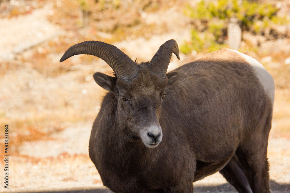 Obraz premium Close-up of a female longhorn sheep in Canada
