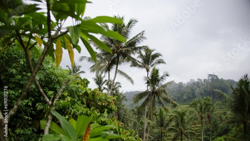 Wallpaper Mural green tropical foliage, palm trees and cloudy skies Torontodigital.ca