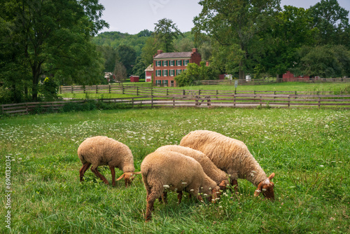 Slika na platnu Sheep at the Hale Farm Village, Cuyahoga Valley National Park in Ohio