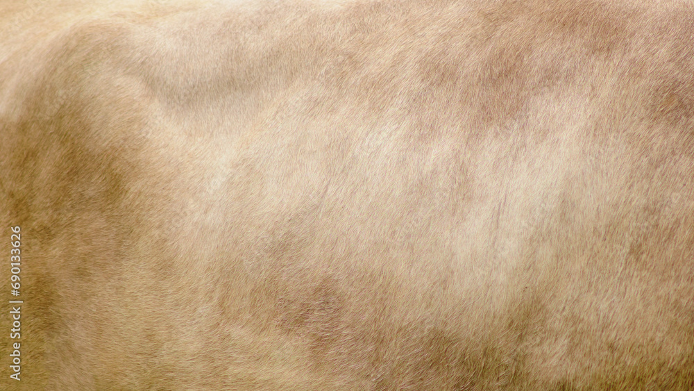 Background of beige cow wool skin, texture of brown calf fur - obrazy, fototapety, plakaty 