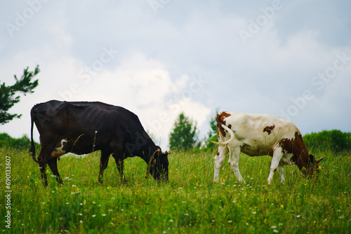 Fototapeta Naklejka Na Ścianę i Meble -  The dairy cows, an essential farm animal, roam the pasture, eating grass to produce nutritious milk.