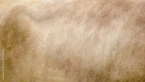 Background of beige cow wool skin, texture of brown calf fur
