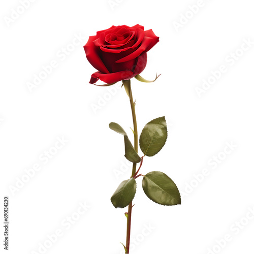 single red rose  isolated on a transparent or white background, png