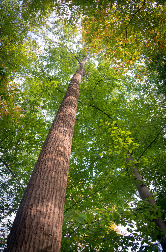 Fototapeta premium Tree Canopy at Cuyahoga Valley National Park in Ohio