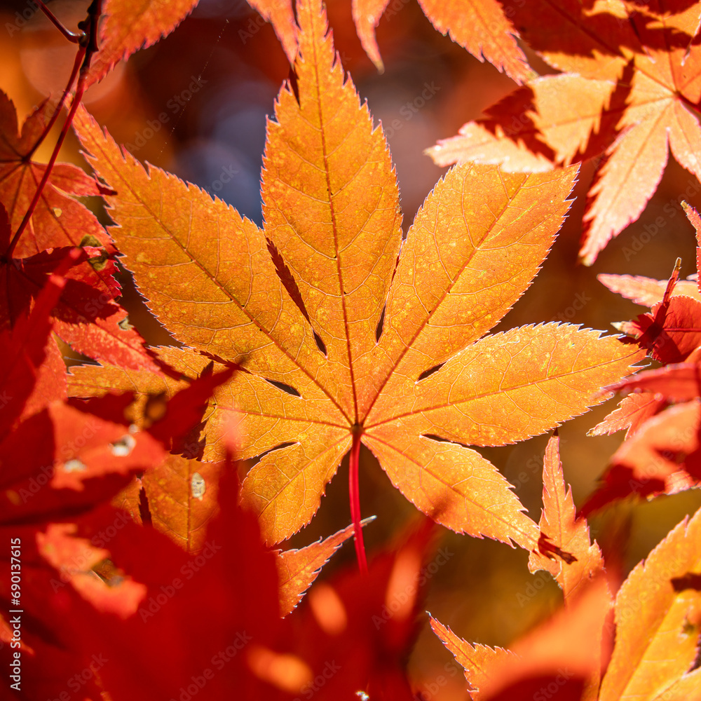 Beautiful maple leaves on the tree in autumn season. Beautiful maple leaves on the tree in autumn season.