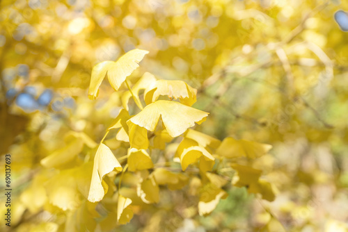 Beautiful yellow ginkgo, gingko biloba tree forest in autumn season.