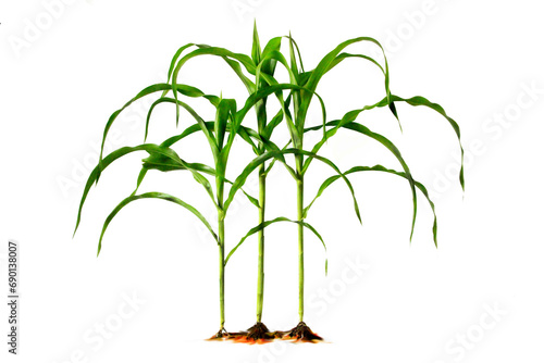 Corn planting realistic illustration in design Blanc the process of planting 3 corn plants. Planting corn that is blooming. isolated on white