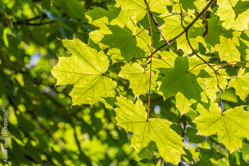 Summer branches of maple tree with fresh green leaves