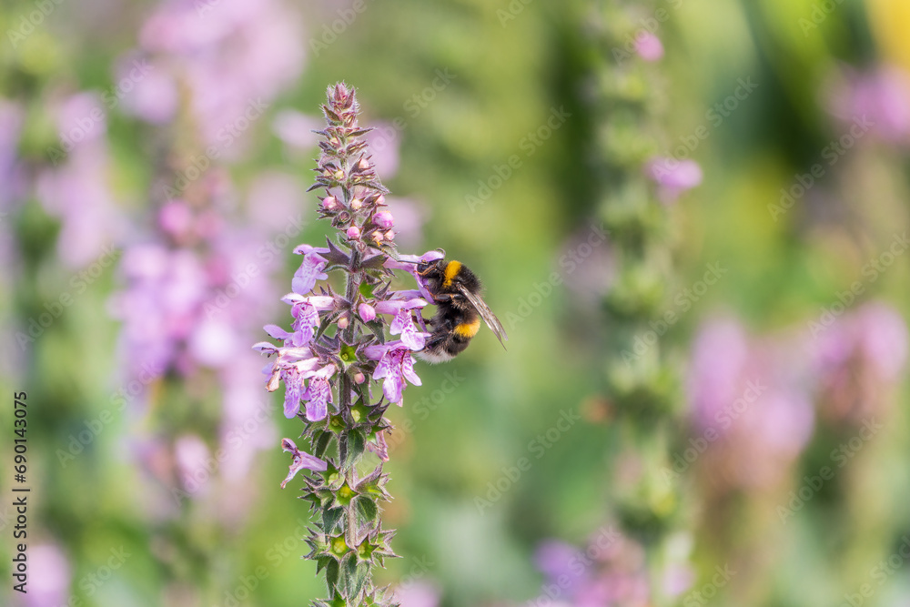 A bee collects pollen on Purple Betony flowers or Betony, Wood Betony, Bishopwort, Bishop's Wort. A bee collects pollen on Purple Betony flowers or Betony, Wood Betony, Bishopwort, Bishop's Wort.