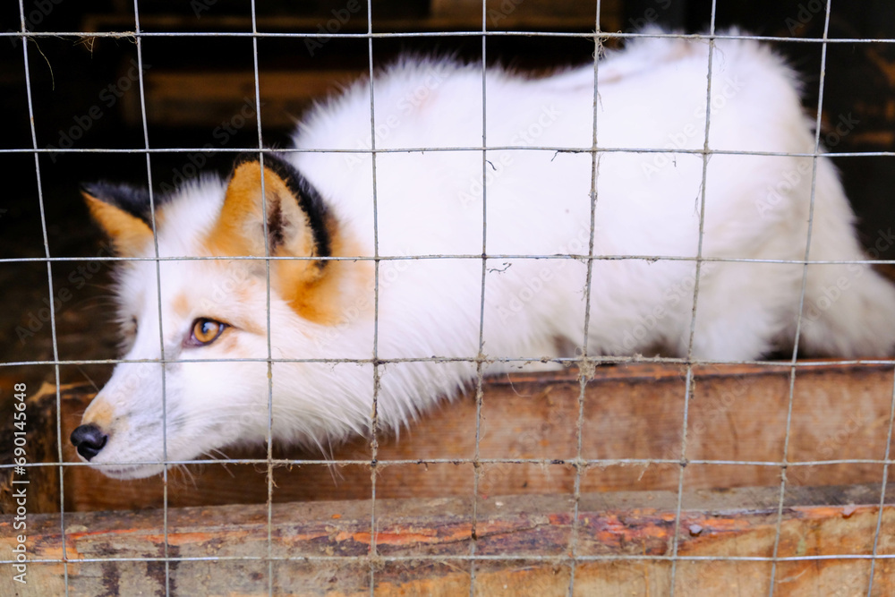 Obraz premium white fox in a cage close-up