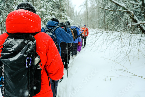 a group of tourists with backpacks and hiking sticks are walking uphill through the snow in winter among the trees