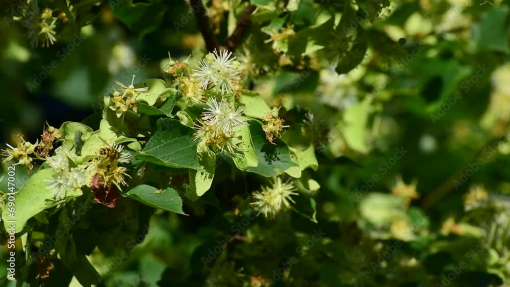 Linden blossom on a branch with green leaves. medicinal plant. Linden blossom on a branch with green leaves. medicinal plant.