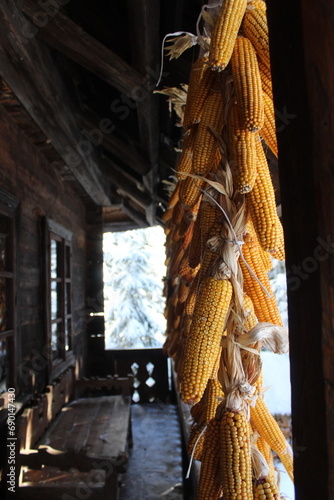 ears of corn in the yard