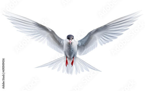 Swift Arctic Tern On Transparent Background photo