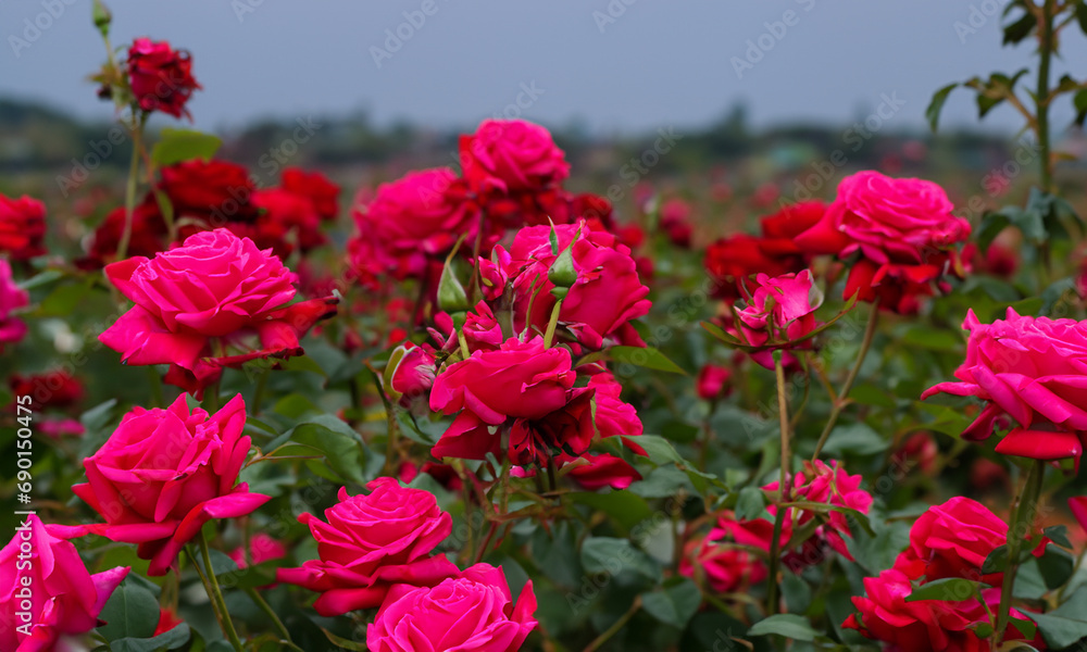 Rose Field: Romantic Valentine's Day Background