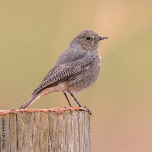 Black redstart female bird photo