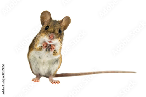 Geeky Funny Field Mouse on white background