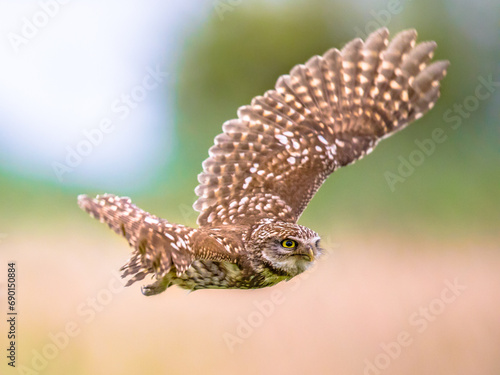 Little Owl flying on blurred background